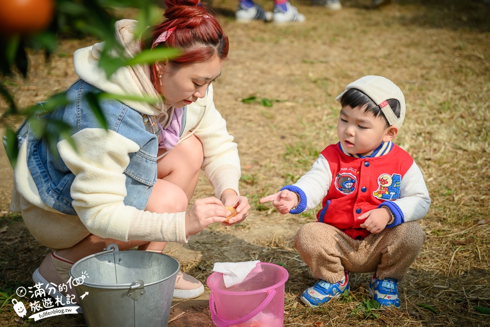 新竹橘子園【桔滿緣寶山農場】入園注意事項,100元門票橘子不限時吃到飽,夢幻橘子山停車及玩樂攻略,如同走進台版濟州島!