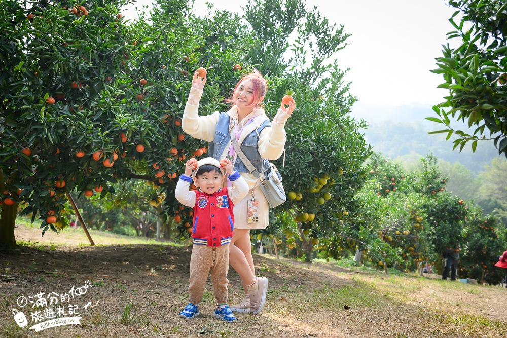 新竹橘子園【桔滿緣寶山農場】入園注意事項,100元門票橘子不限時吃到飽,夢幻橘子山停車及玩樂攻略,如同走進台版濟州島!