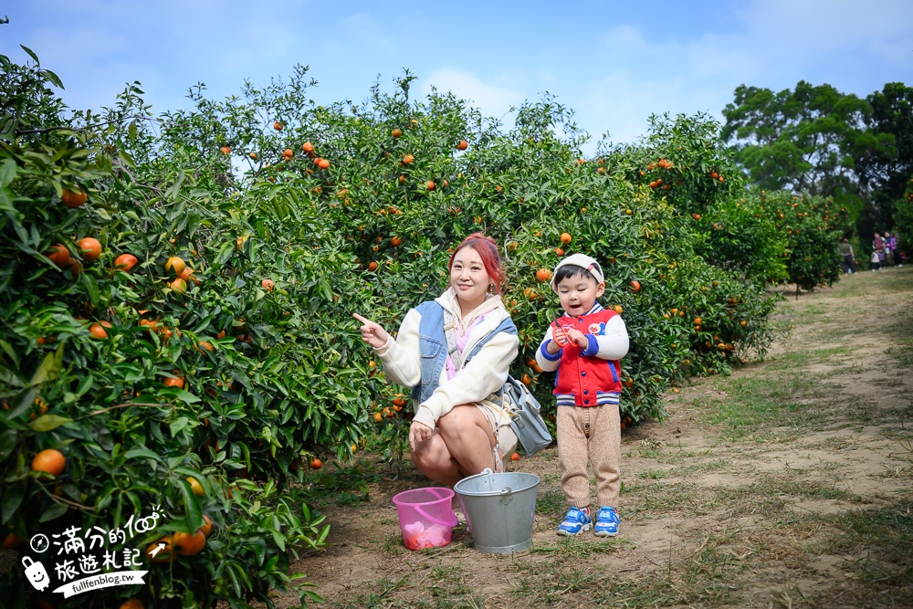 新竹橘子園【桔滿緣寶山農場】入園注意事項,100元門票橘子不限時吃到飽,夢幻橘子山停車及玩樂攻略,如同走進台版濟州島!