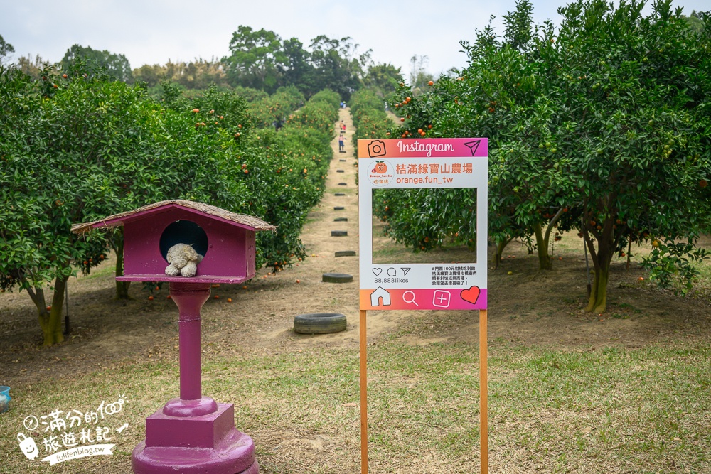 新竹橘子園【桔滿緣寶山農場】入園注意事項,100元門票橘子不限時吃到飽,夢幻橘子山停車及玩樂攻略,如同走進台版濟州島!