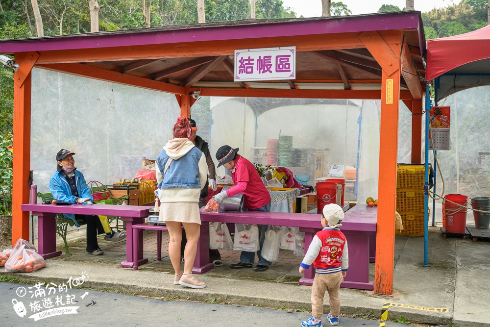 新竹橘子園【桔滿緣寶山農場】入園注意事項,100元門票橘子不限時吃到飽,夢幻橘子山停車及玩樂攻略,如同走進台版濟州島!