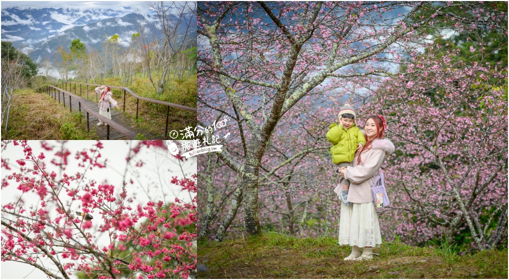 【2025高雄寶山二集團櫻花公園】最新花況.河津櫻.八重櫻粉嫩綻放中,被山嵐包圍的夢幻櫻花森林!