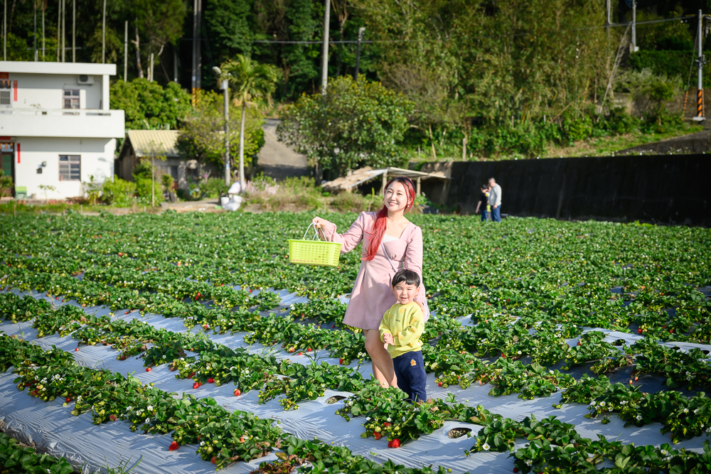 【2025銅鑼景點一日遊】TOP10個銅鑼景點推薦,苗栗親子景點,哈比屋.龍貓站牌.夢幻城堡.婚紗基地,季節限定杭菊精彩玩!