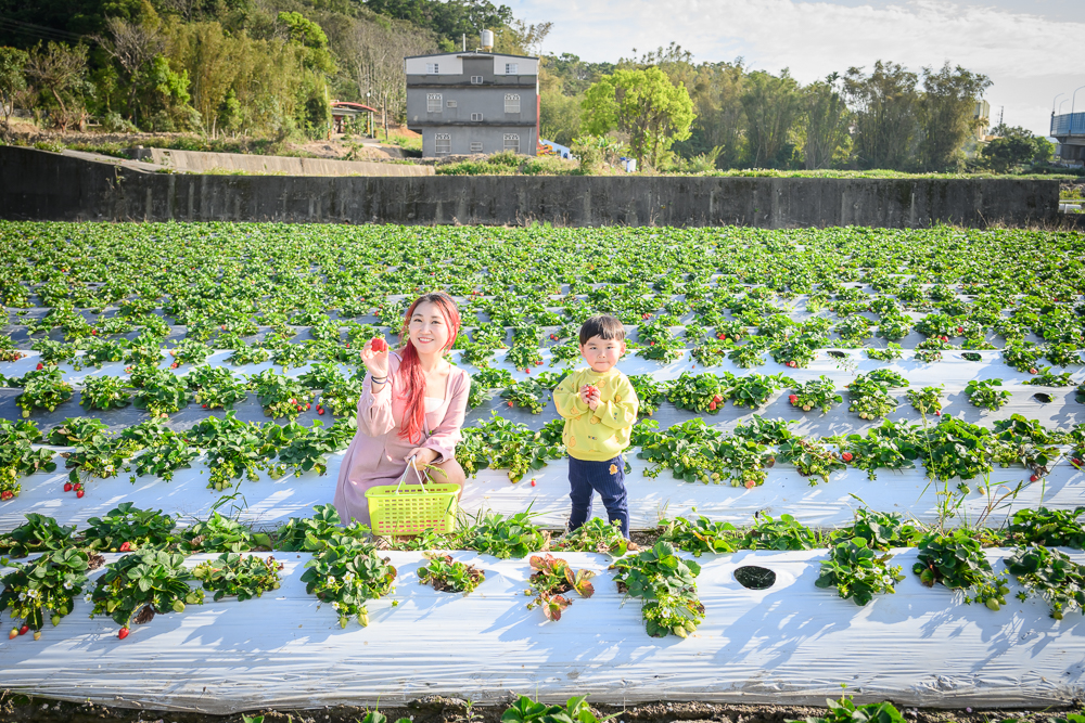【2025銅鑼景點一日遊】TOP10個銅鑼景點推薦,苗栗親子景點,哈比屋.龍貓站牌.夢幻城堡.婚紗基地,季節限定杭菊精彩玩!