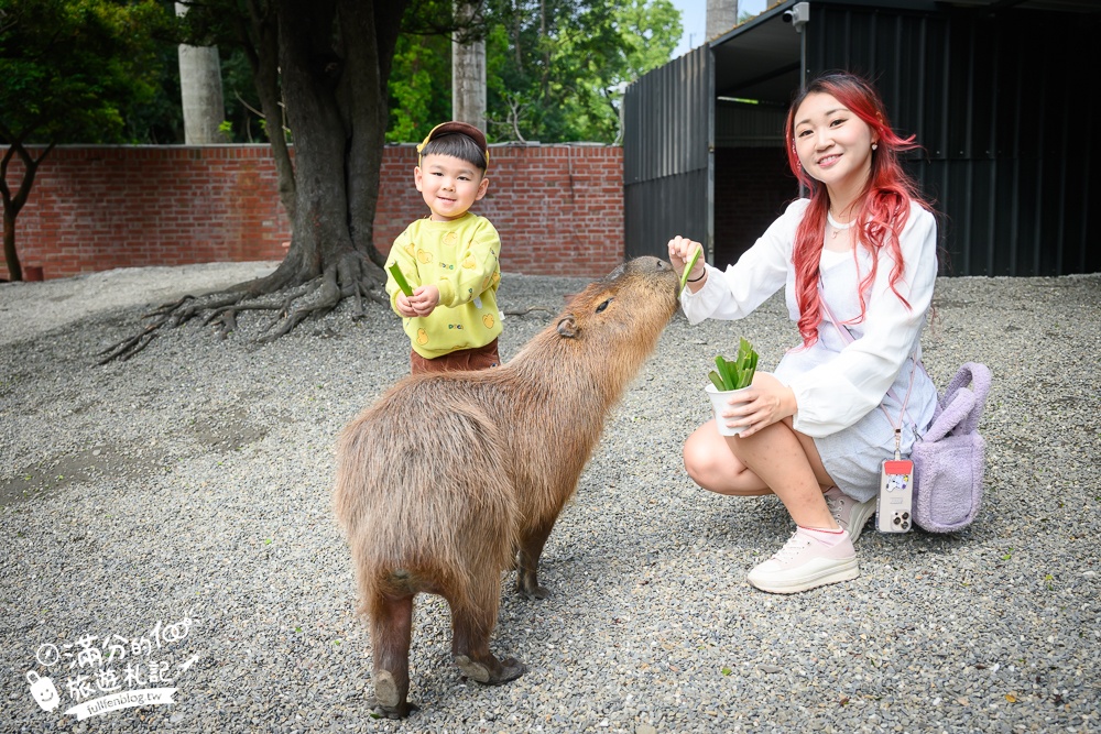 【2025田中景點一日遊】TOP10個彰化田中溪州順遊景點推薦,巨人聖誕襪.窯燒貓村.水上鳥居.金色宮殿,彰化田中親子遊!
