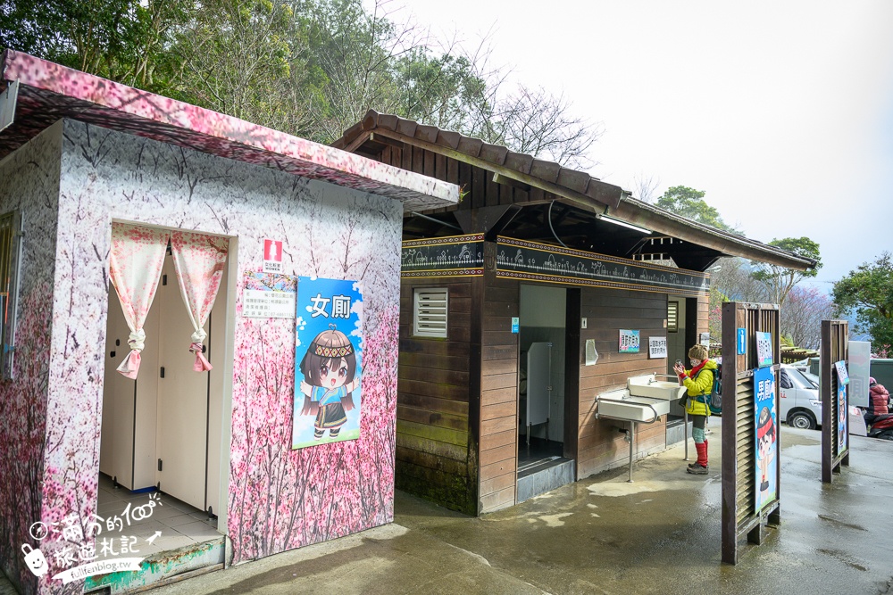 【2025高雄寶山二集團櫻花公園】最新花況.河津櫻.八重櫻粉嫩綻放中,被山嵐包圍的夢幻櫻花森林!