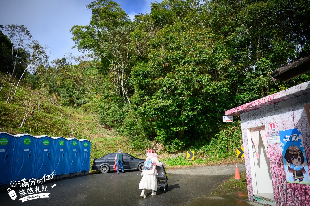 【2025高雄寶山二集團櫻花公園】最新花況.河津櫻.八重櫻粉嫩綻放中,被山嵐包圍的夢幻櫻花森林!