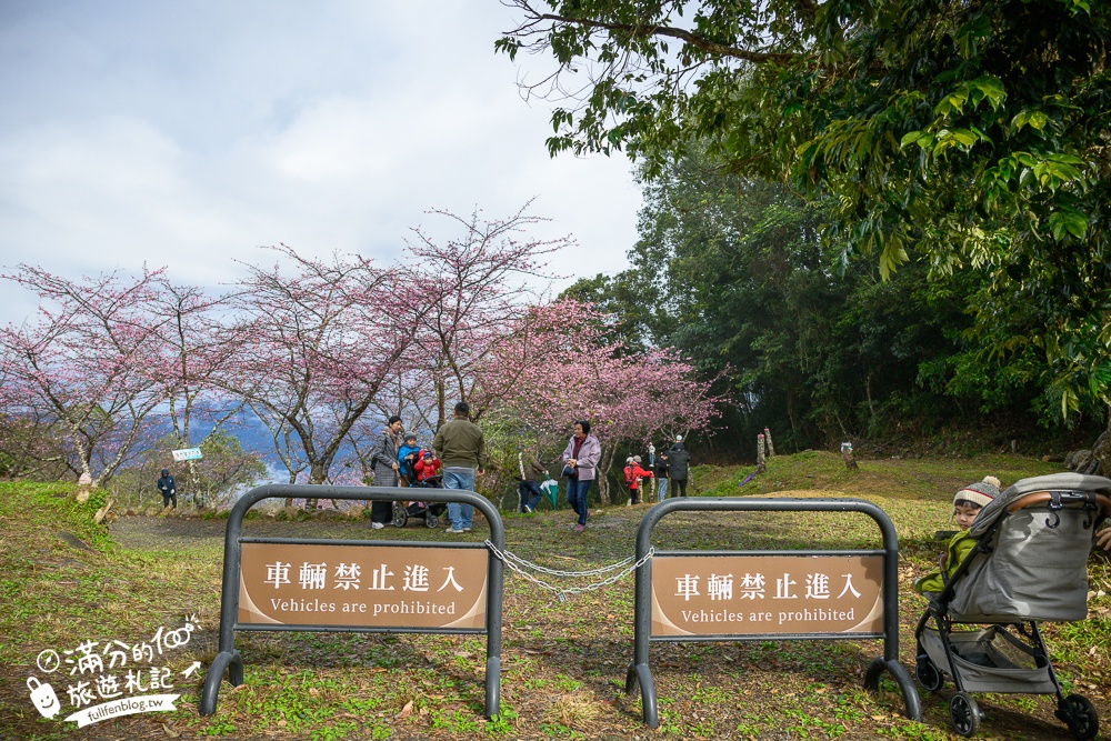 【2025高雄寶山二集團櫻花公園】最新花況.河津櫻.八重櫻粉嫩綻放中,被山嵐包圍的夢幻櫻花森林!