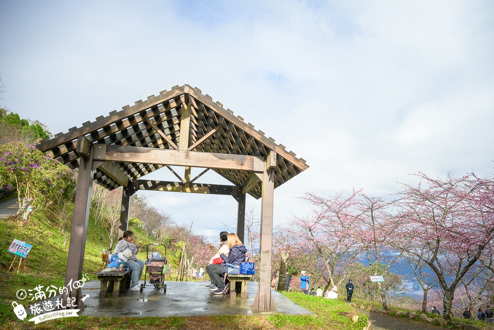 【2025高雄寶山二集團櫻花公園】最新花況.河津櫻.八重櫻粉嫩綻放中,被山嵐包圍的夢幻櫻花森林!