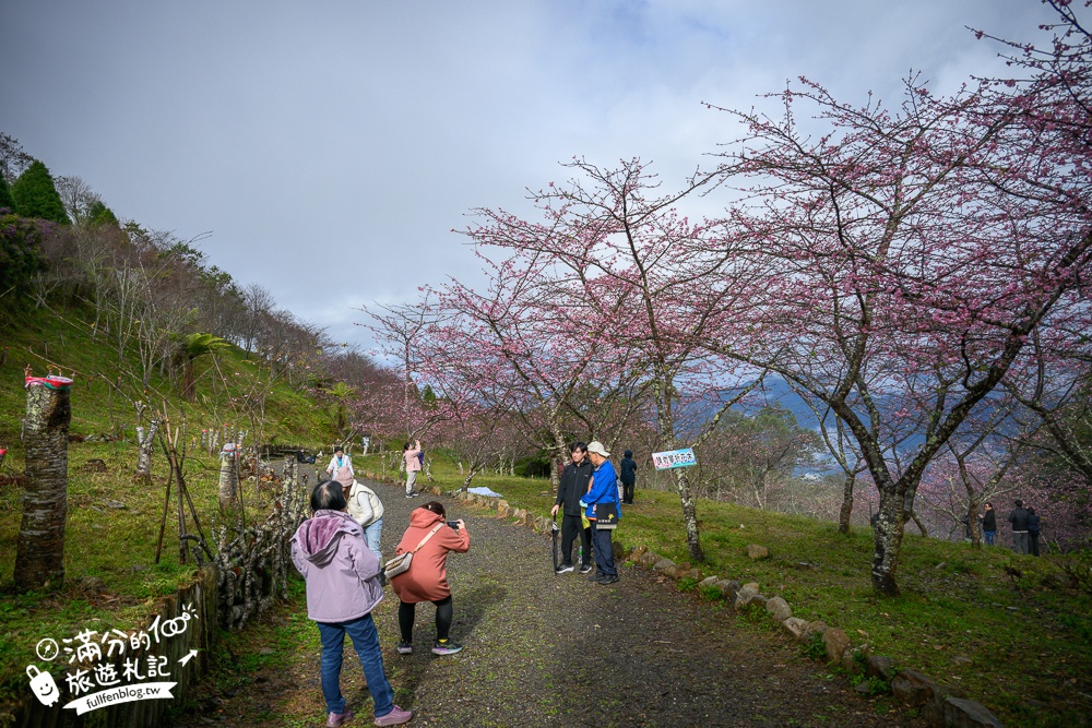 【2025高雄寶山二集團櫻花公園】最新花況.河津櫻.八重櫻粉嫩綻放中,被山嵐包圍的夢幻櫻花森林!