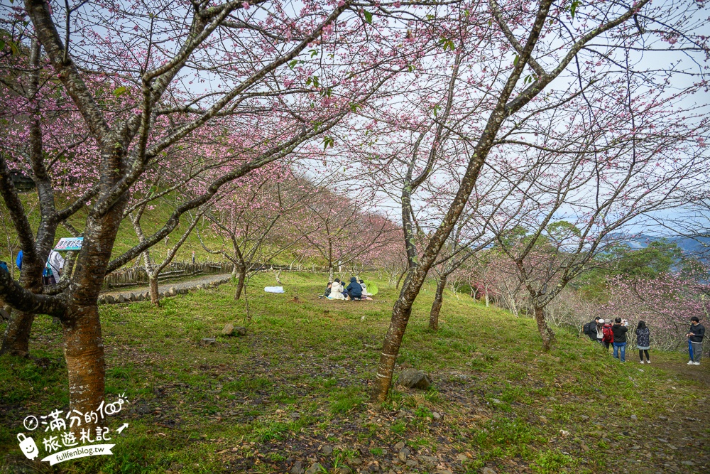 【2025高雄寶山二集團櫻花公園】最新花況.河津櫻.八重櫻粉嫩綻放中,被山嵐包圍的夢幻櫻花森林!