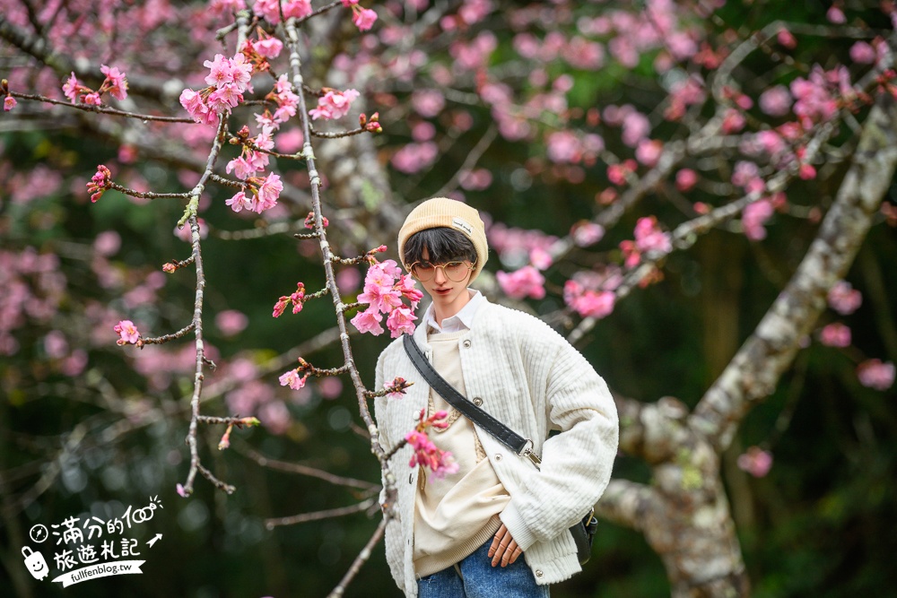 【2025高雄寶山二集團櫻花公園】最新花況.河津櫻.八重櫻粉嫩綻放中,被山嵐包圍的夢幻櫻花森林!