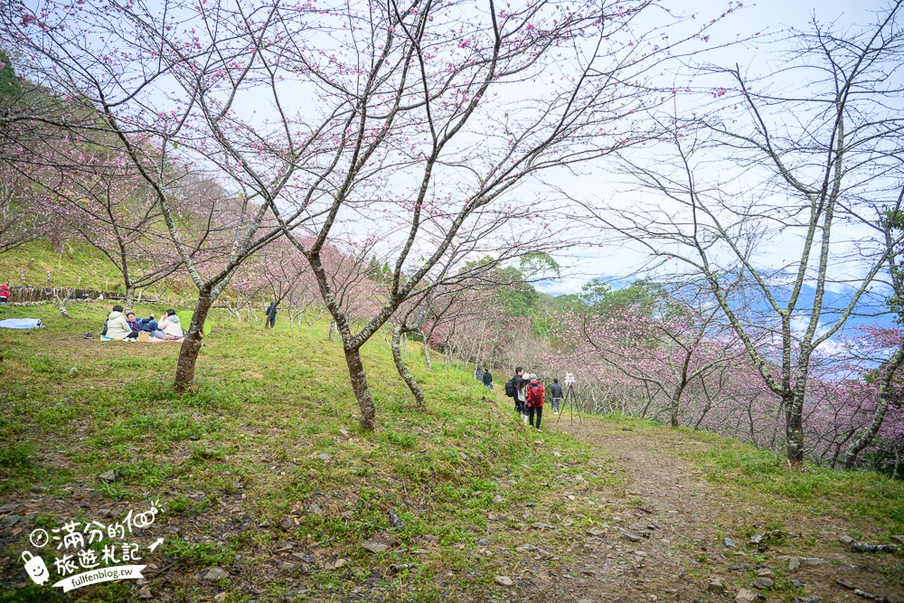 【2025高雄寶山二集團櫻花公園】最新花況.河津櫻.八重櫻粉嫩綻放中,被山嵐包圍的夢幻櫻花森林!