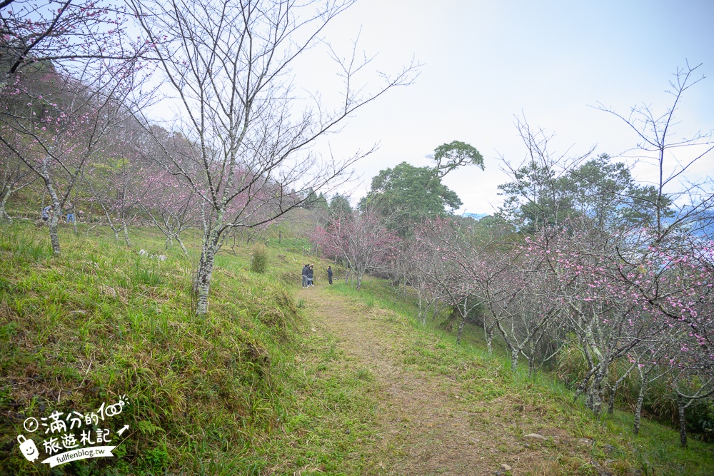 【2025高雄寶山二集團櫻花公園】最新花況.河津櫻.八重櫻粉嫩綻放中,被山嵐包圍的夢幻櫻花森林!