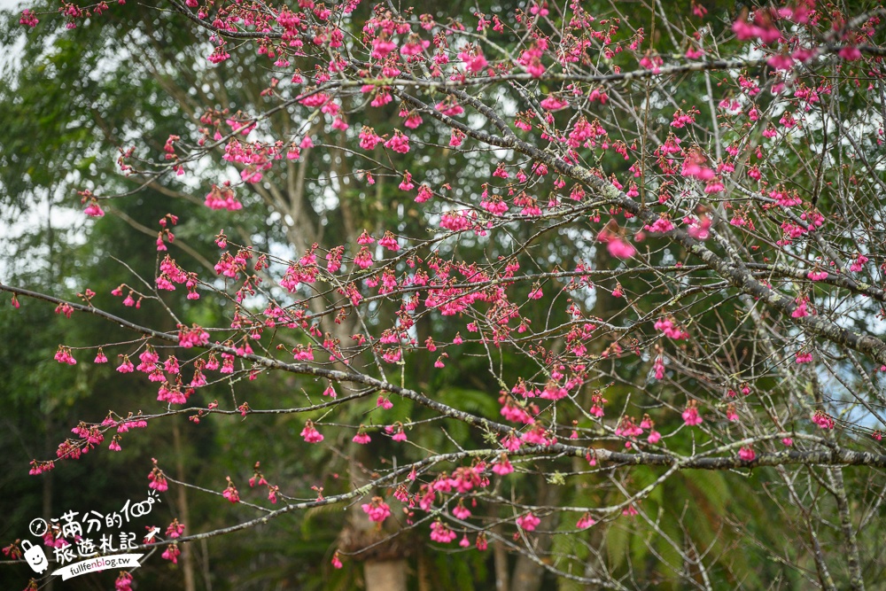 【2025高雄寶山二集團櫻花公園】最新花況.河津櫻.八重櫻粉嫩綻放中,被山嵐包圍的夢幻櫻花森林!