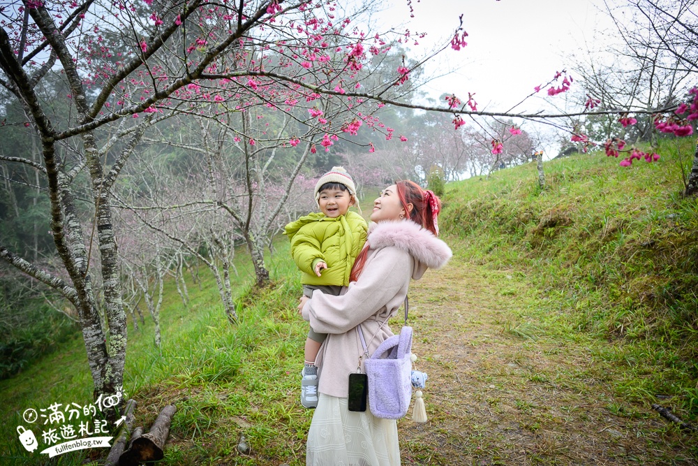 【2025高雄寶山二集團櫻花公園】最新花況.河津櫻.八重櫻粉嫩綻放中,被山嵐包圍的夢幻櫻花森林!