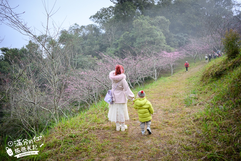 【2025高雄寶山二集團櫻花公園】最新花況.河津櫻.八重櫻粉嫩綻放中,被山嵐包圍的夢幻櫻花森林!
