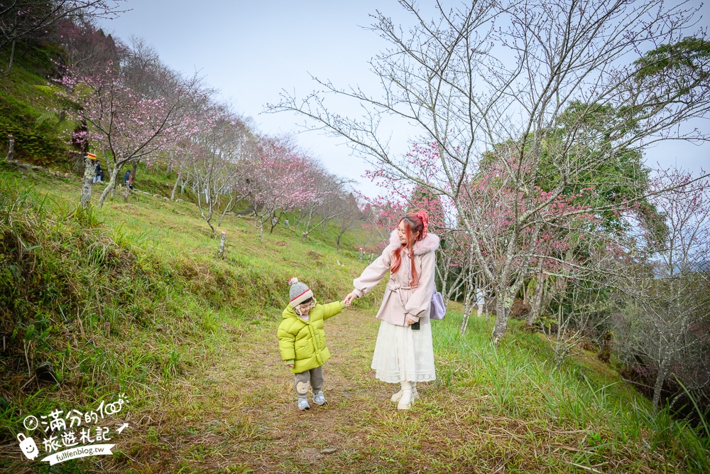 【2025高雄寶山二集團櫻花公園】最新花況.河津櫻.八重櫻粉嫩綻放中,被山嵐包圍的夢幻櫻花森林!