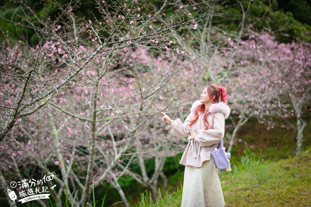 【2025高雄寶山二集團櫻花公園】最新花況.河津櫻.八重櫻粉嫩綻放中,被山嵐包圍的夢幻櫻花森林!