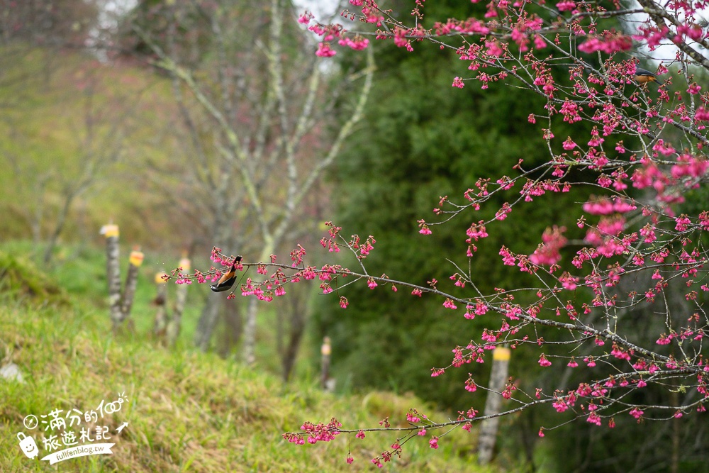【2025高雄寶山二集團櫻花公園】最新花況.河津櫻.八重櫻粉嫩綻放中,被山嵐包圍的夢幻櫻花森林!