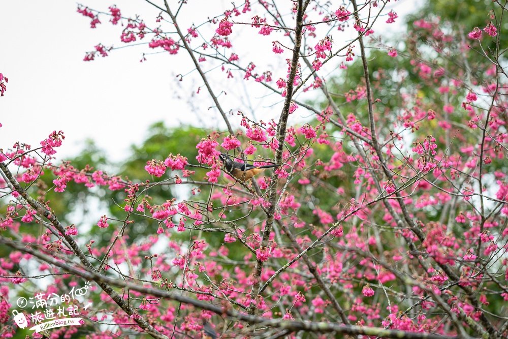 【2025高雄寶山二集團櫻花公園】最新花況.河津櫻.八重櫻粉嫩綻放中,被山嵐包圍的夢幻櫻花森林!