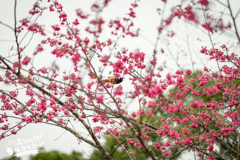 【2025高雄寶山二集團櫻花公園】最新花況.河津櫻.八重櫻粉嫩綻放中,被山嵐包圍的夢幻櫻花森林!