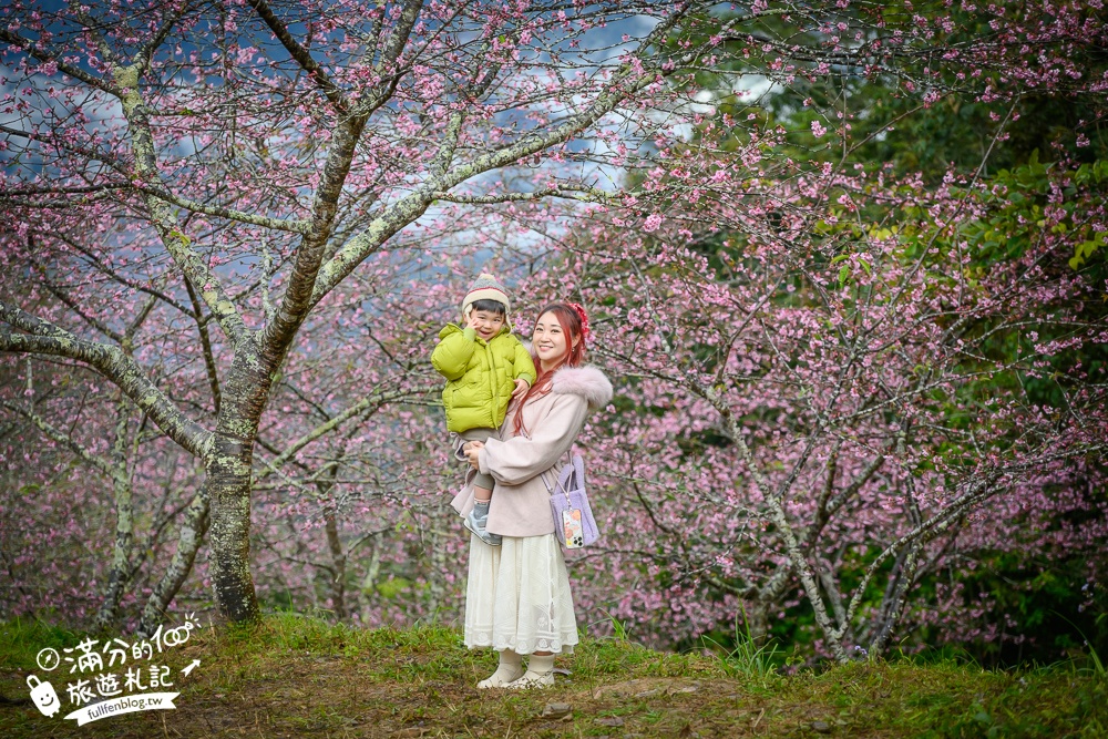 【2025高雄寶山二集團櫻花公園】最新花況.河津櫻.八重櫻粉嫩綻放中,被山嵐包圍的夢幻櫻花森林!