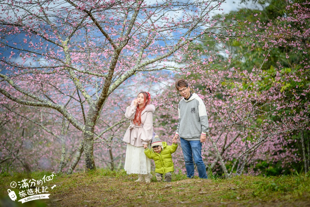 【2025高雄寶山二集團櫻花公園】最新花況.河津櫻.八重櫻粉嫩綻放中,被山嵐包圍的夢幻櫻花森林!