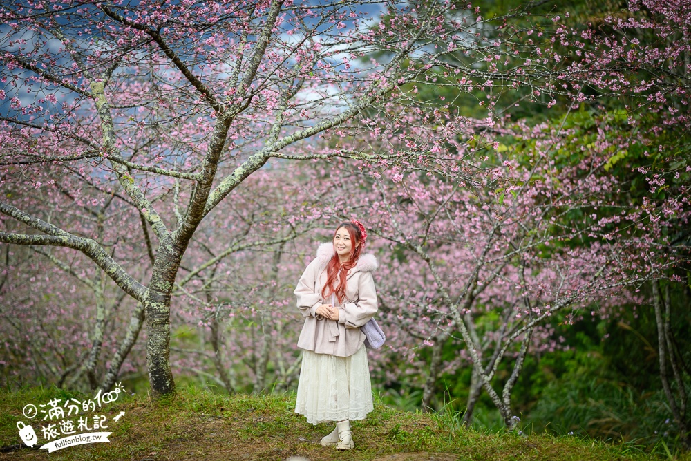 【2025高雄寶山二集團櫻花公園】最新花況.河津櫻.八重櫻粉嫩綻放中,被山嵐包圍的夢幻櫻花森林!
