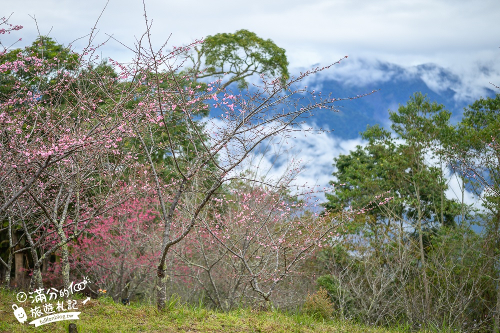 【2025高雄寶山二集團櫻花公園】最新花況.河津櫻.八重櫻粉嫩綻放中,被山嵐包圍的夢幻櫻花森林!