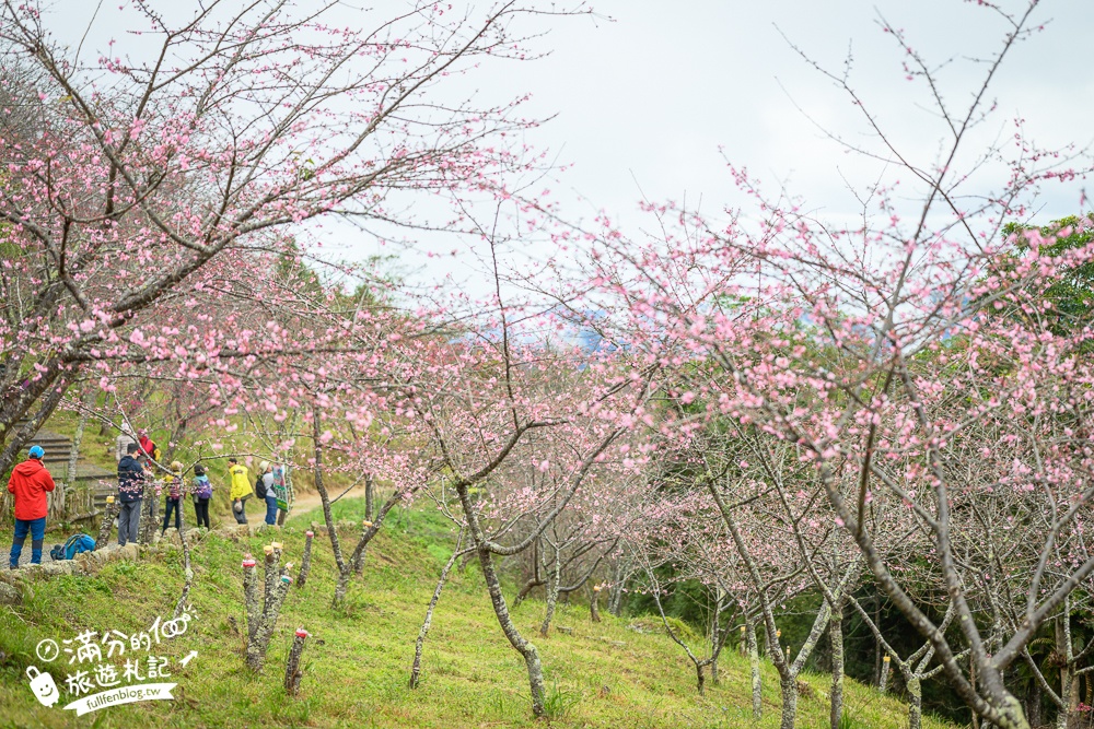【2025高雄寶山二集團櫻花公園】最新花況.河津櫻.八重櫻粉嫩綻放中,被山嵐包圍的夢幻櫻花森林!