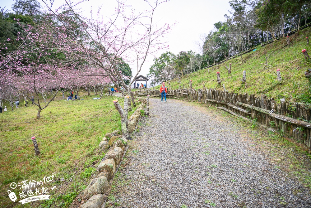 【2025高雄寶山二集團櫻花公園】最新花況.河津櫻.八重櫻粉嫩綻放中,被山嵐包圍的夢幻櫻花森林!