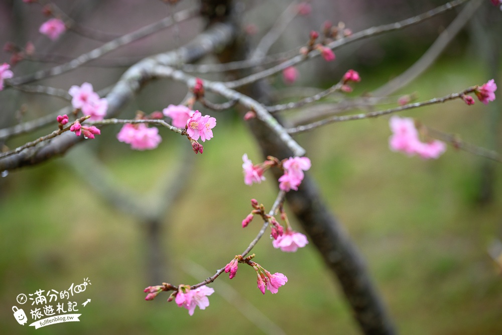 【2025高雄寶山二集團櫻花公園】最新花況.河津櫻.八重櫻粉嫩綻放中,被山嵐包圍的夢幻櫻花森林!