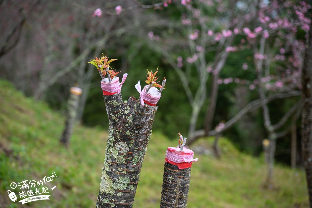 【2025高雄寶山二集團櫻花公園】最新花況.河津櫻.八重櫻粉嫩綻放中,被山嵐包圍的夢幻櫻花森林!