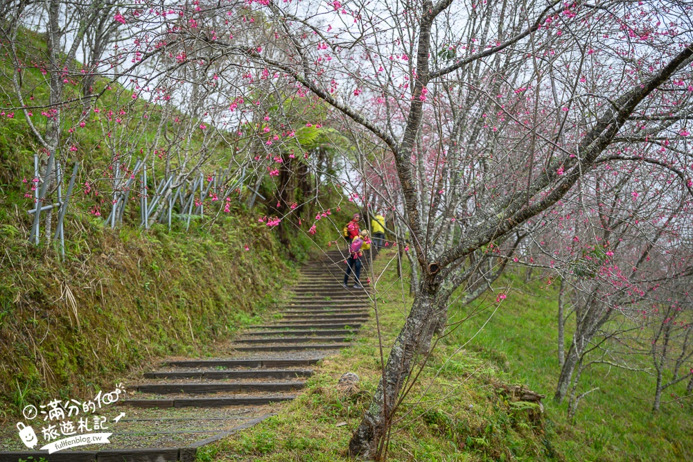 【2025高雄寶山二集團櫻花公園】最新花況.河津櫻.八重櫻粉嫩綻放中,被山嵐包圍的夢幻櫻花森林!