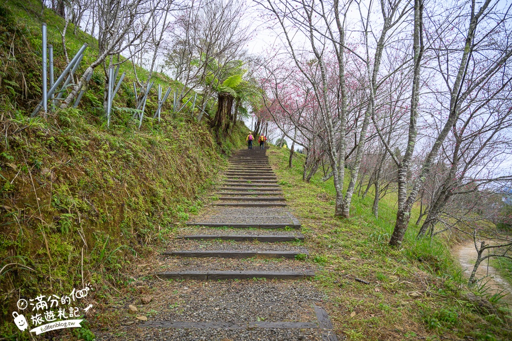 【2025高雄寶山二集團櫻花公園】最新花況.河津櫻.八重櫻粉嫩綻放中,被山嵐包圍的夢幻櫻花森林!