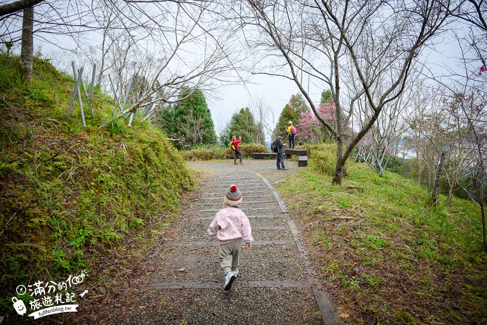 【2025高雄寶山二集團櫻花公園】最新花況.河津櫻.八重櫻粉嫩綻放中,被山嵐包圍的夢幻櫻花森林!