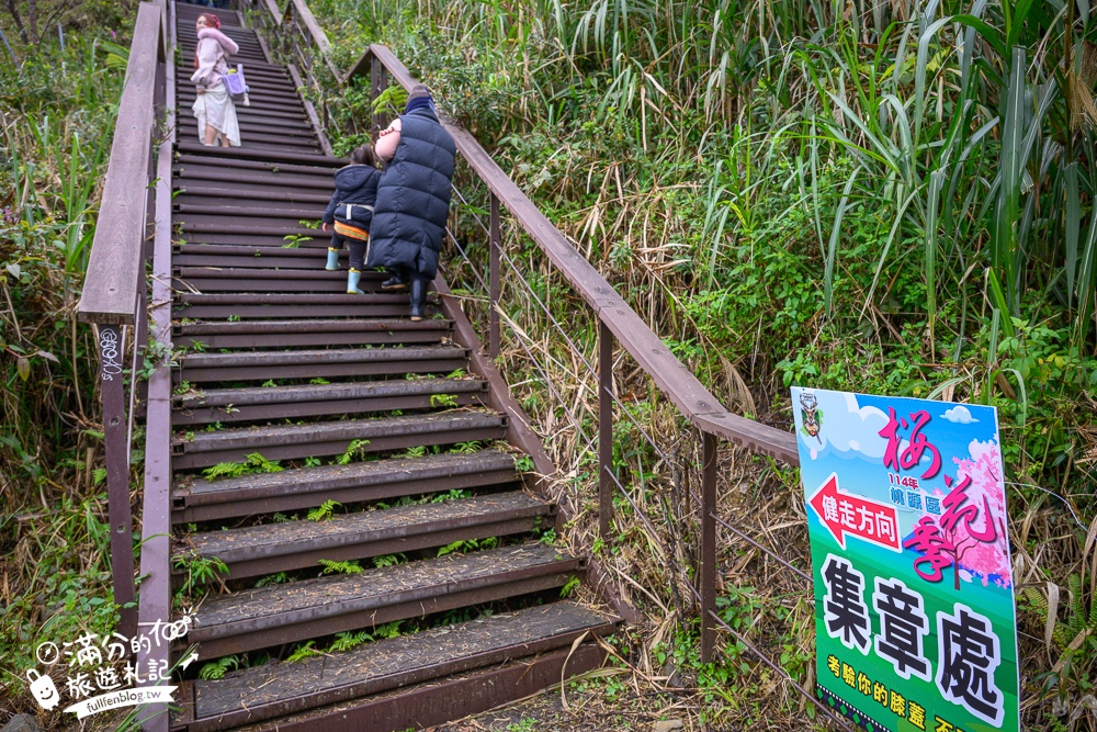 【2025高雄寶山二集團櫻花公園】最新花況.河津櫻.八重櫻粉嫩綻放中,被山嵐包圍的夢幻櫻花森林!