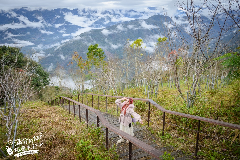 【2025高雄寶山二集團櫻花公園】最新花況.河津櫻.八重櫻粉嫩綻放中,被山嵐包圍的夢幻櫻花森林!