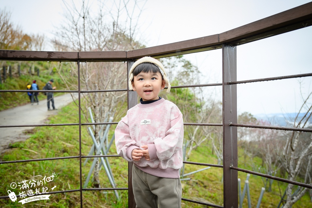 【2025高雄寶山二集團櫻花公園】最新花況.河津櫻.八重櫻粉嫩綻放中,被山嵐包圍的夢幻櫻花森林!