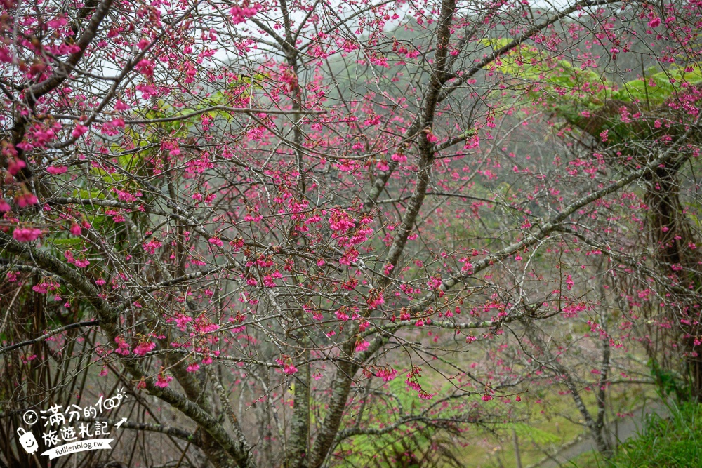【2025高雄寶山二集團櫻花公園】最新花況.河津櫻.八重櫻粉嫩綻放中,被山嵐包圍的夢幻櫻花森林!