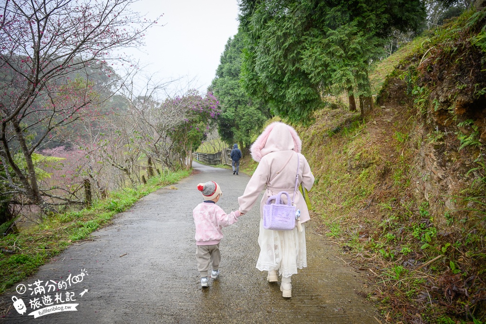 【2025高雄寶山二集團櫻花公園】最新花況.河津櫻.八重櫻粉嫩綻放中,被山嵐包圍的夢幻櫻花森林!