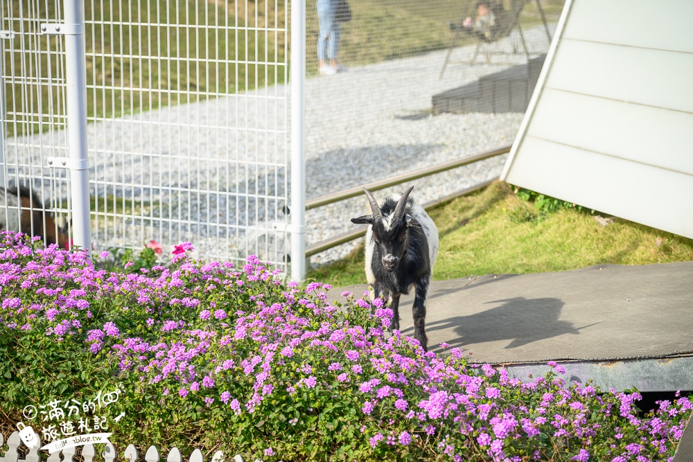 【2025琉璃仙境最新動物園區】環遊世界的萌寵樂園.笑笑羊.羊駝.侏儒山羊陪你玩,還能在水管屋裡吃火鍋!