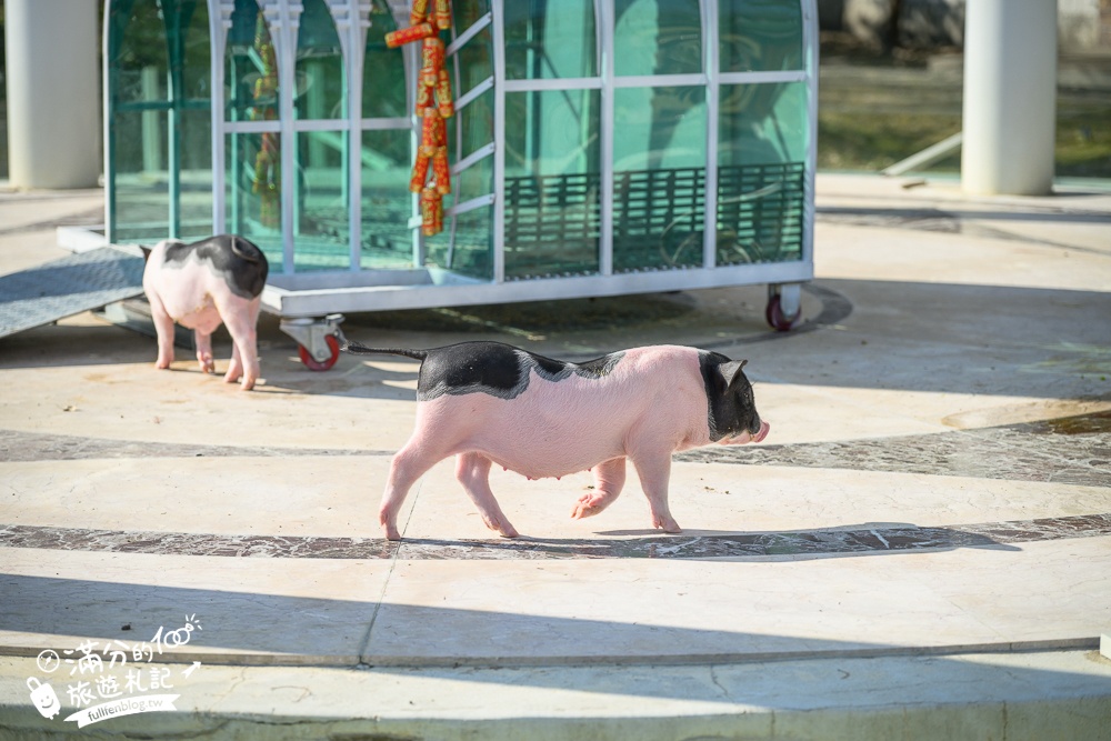 【2025琉璃仙境最新動物園區】環遊世界的萌寵樂園.笑笑羊.羊駝.侏儒山羊陪你玩,還能在水管屋裡吃火鍋!