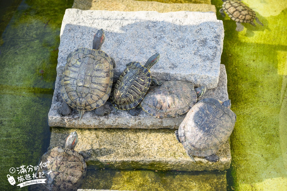 【2025琉璃仙境最新動物園區】環遊世界的萌寵樂園.笑笑羊.羊駝.侏儒山羊陪你玩,還能在水管屋裡吃火鍋!