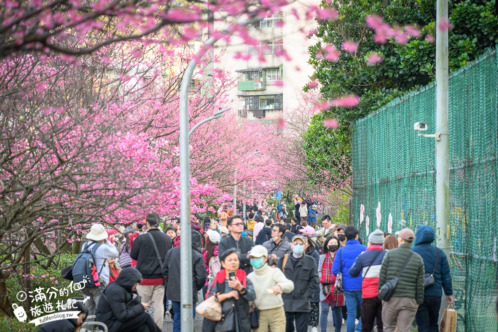 【2025汐止康誥坑溪文化櫻花季】康誥坑溪櫻花大道綻放中,溪川桃粉色櫻花好迷人,夜櫻景緻更夢幻！