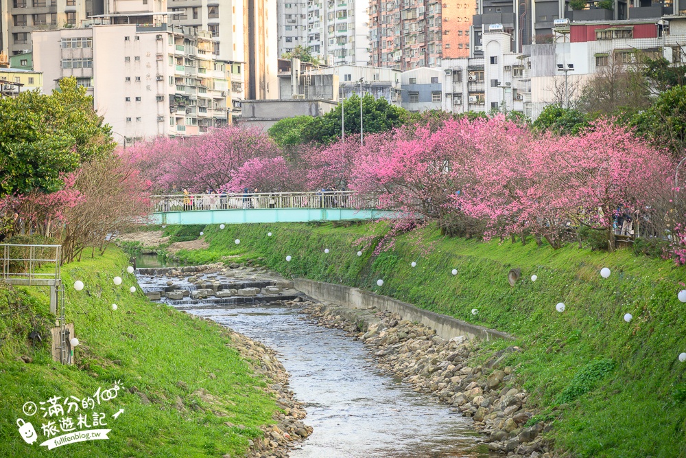 【2025汐止康誥坑溪文化櫻花季】康誥坑溪櫻花大道綻放中,溪川桃粉色櫻花好迷人,夜櫻景緻更夢幻！