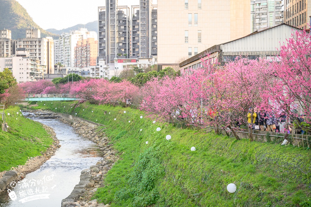 【2025汐止康誥坑溪文化櫻花季】康誥坑溪櫻花大道綻放中,溪川桃粉色櫻花好迷人,夜櫻景緻更夢幻！