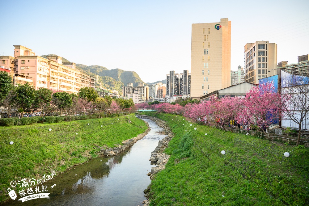 【2025汐止康誥坑溪文化櫻花季】康誥坑溪櫻花大道綻放中,溪川桃粉色櫻花好迷人,夜櫻景緻更夢幻！