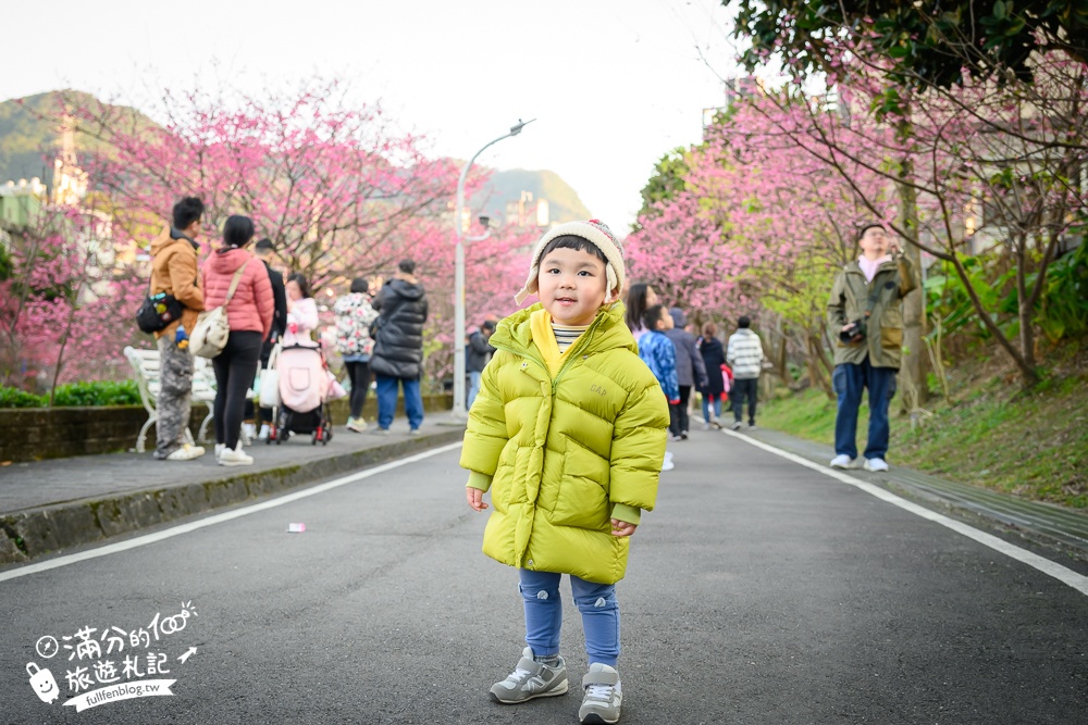 【2025汐止康誥坑溪文化櫻花季】康誥坑溪櫻花大道綻放中,溪川桃粉色櫻花好迷人,夜櫻景緻更夢幻！